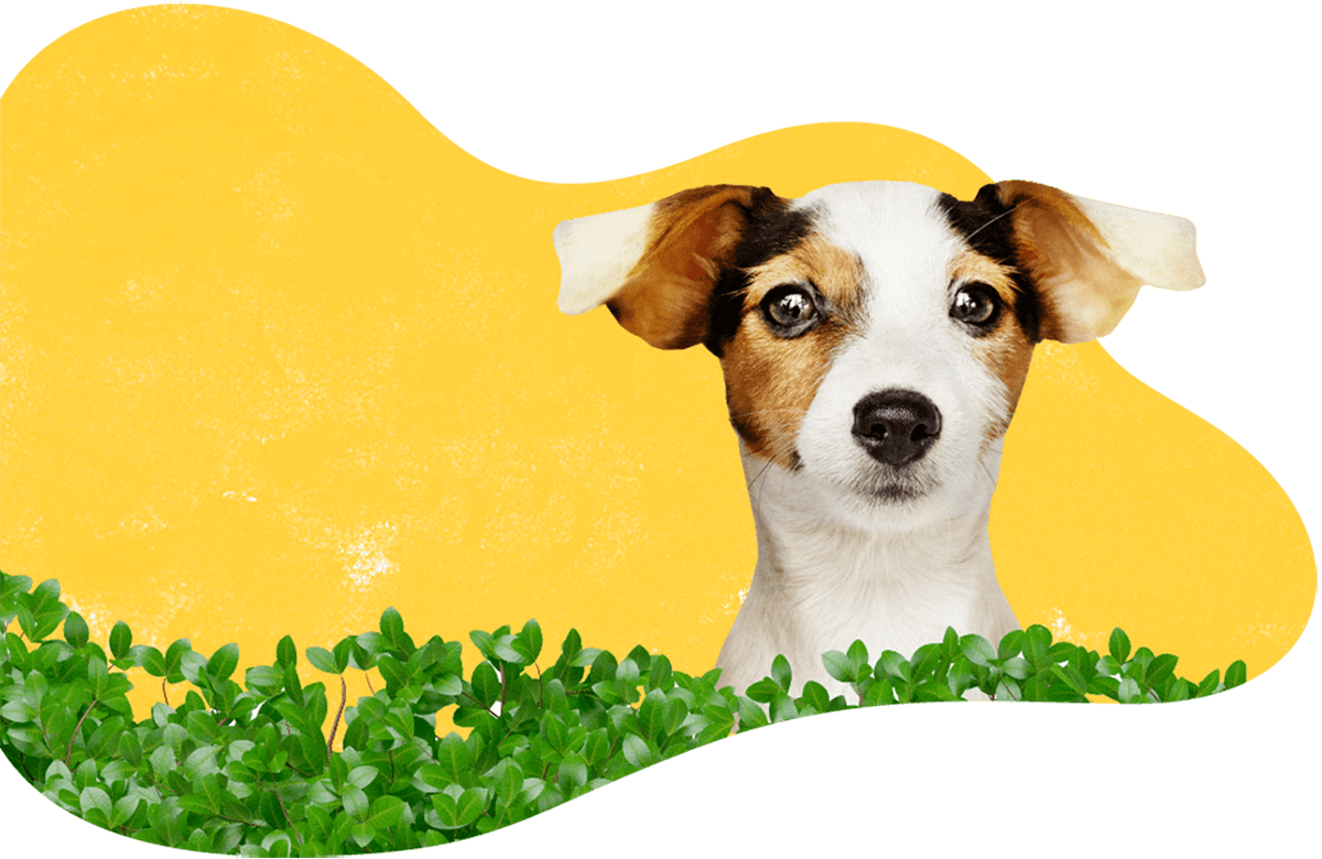 dog training by prateek https://prateekkashyap.com/wp-content/uploads/2019/07/hero_image_06.png